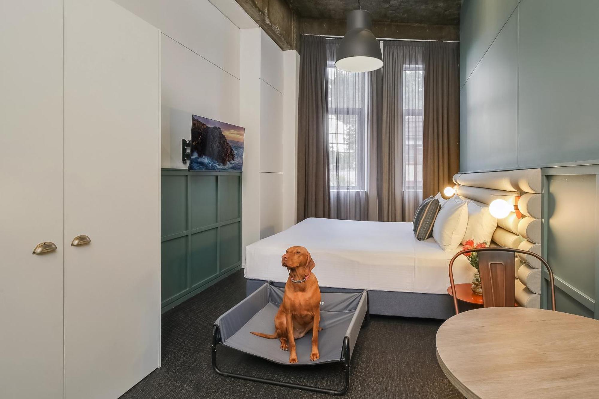 King Suite (Dog Friendly - additional fees apply)